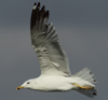 Larus armenicus